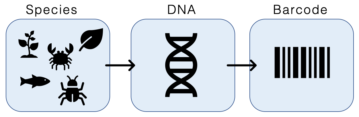 DNA barcoding - Wikipedia