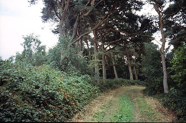 File:Damerham Knoll - geograph.org.uk - 558569.jpg