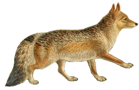 The Incredible South American Maned Wolf — Tetrapod Zoology