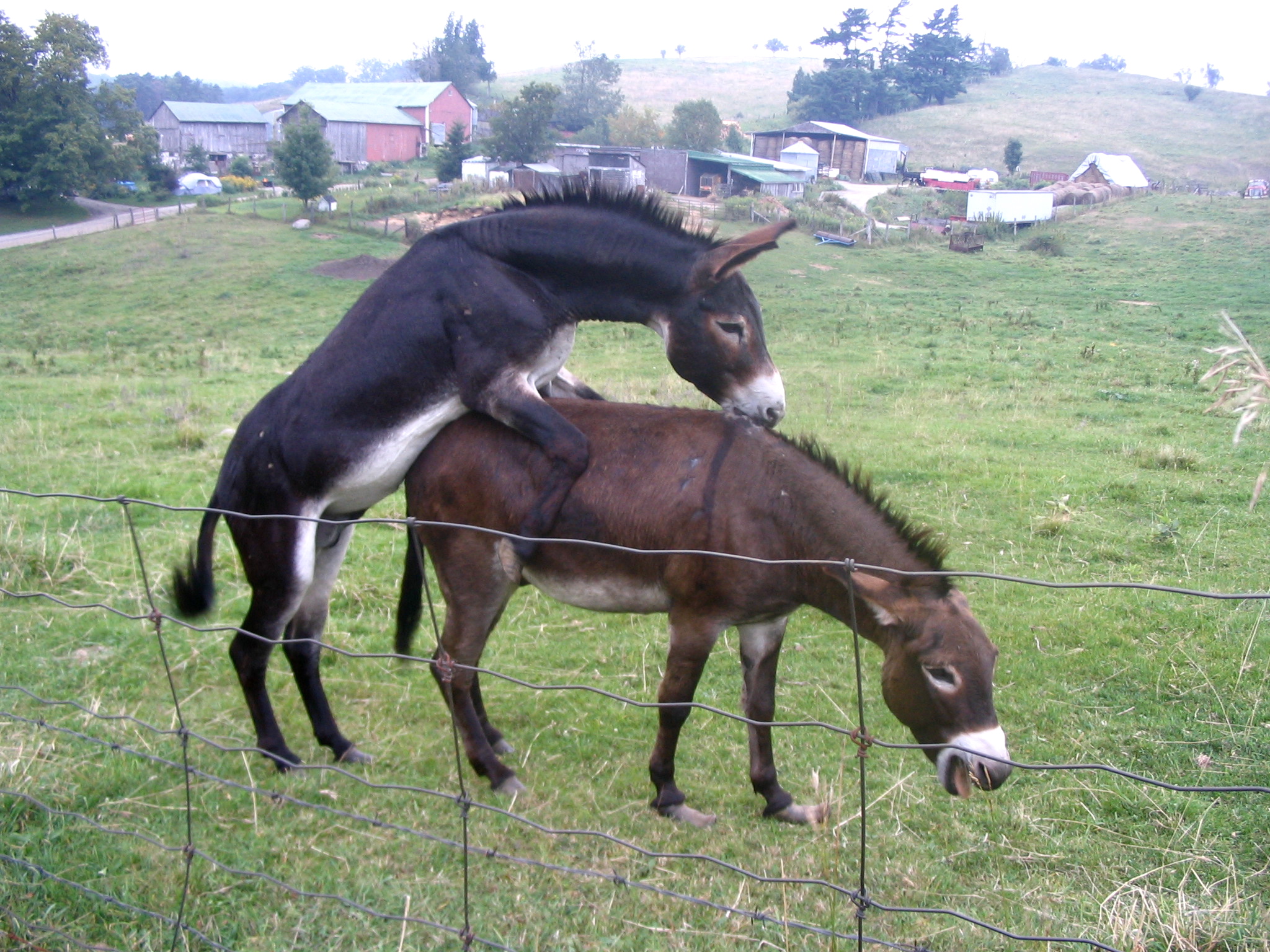 File:Donkey punch 2.jpg - Wikimedia Commons