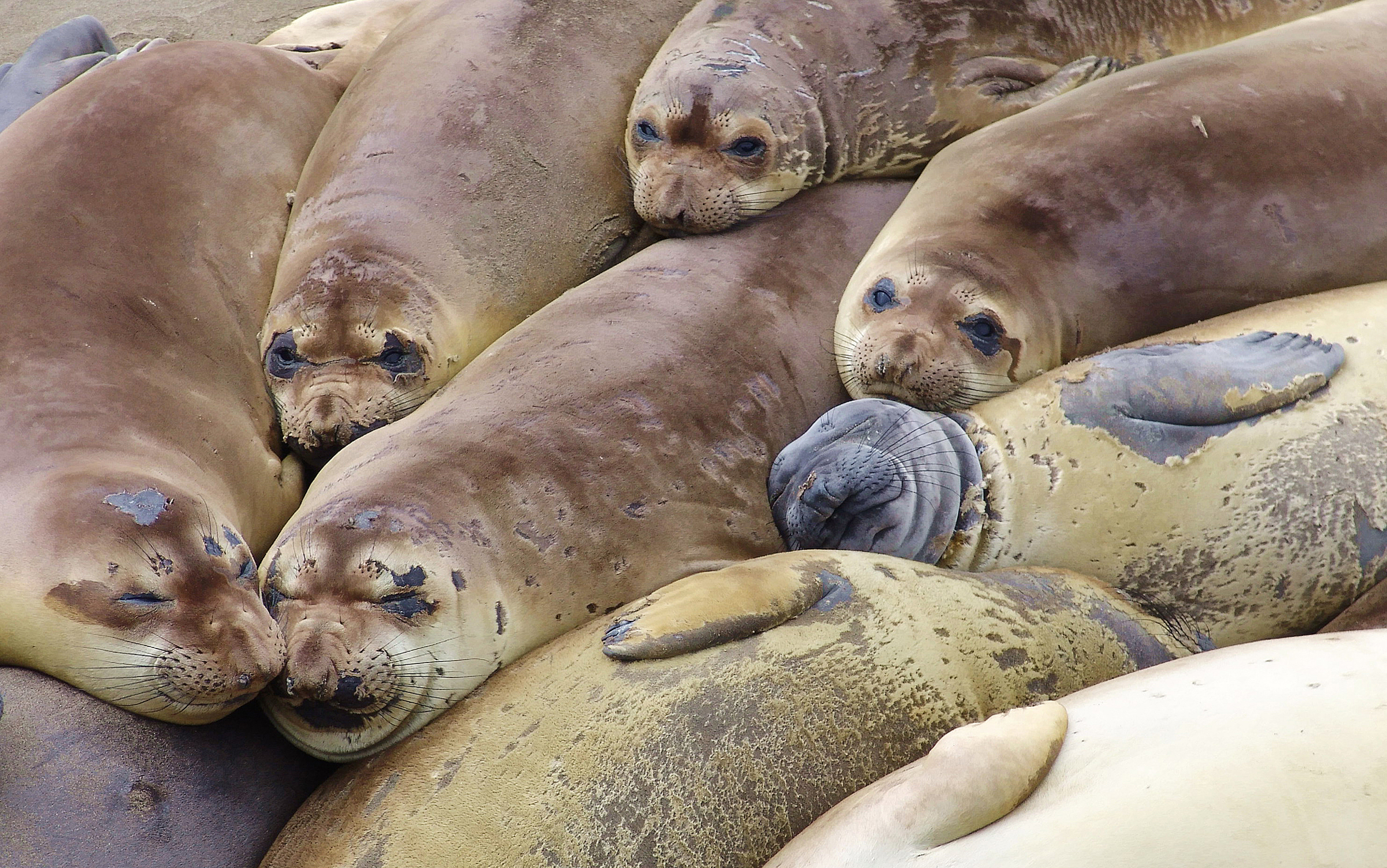 do seals hunt in groups