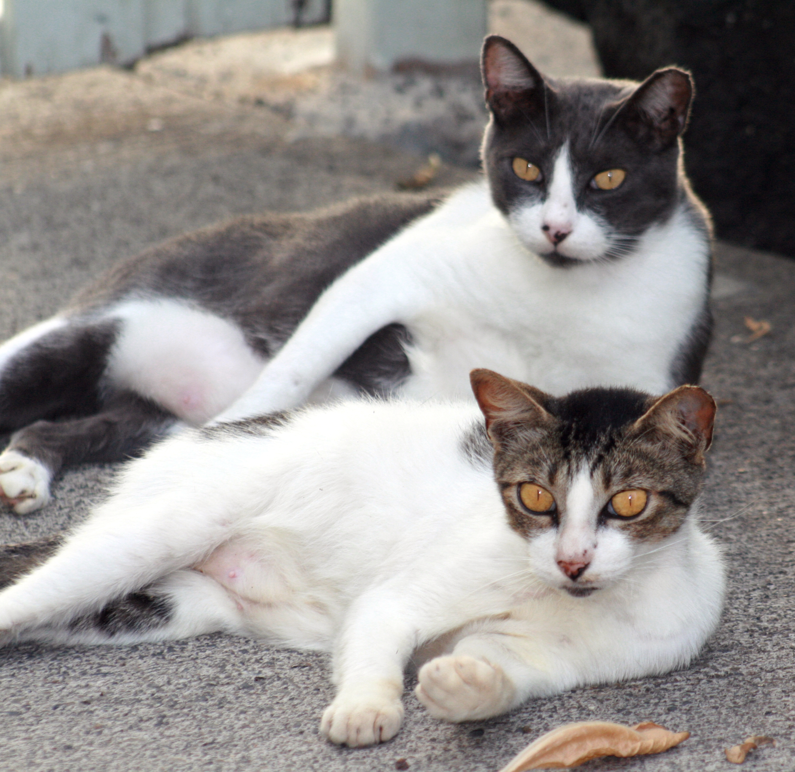 Feral cats. Бездомные животные кошки.