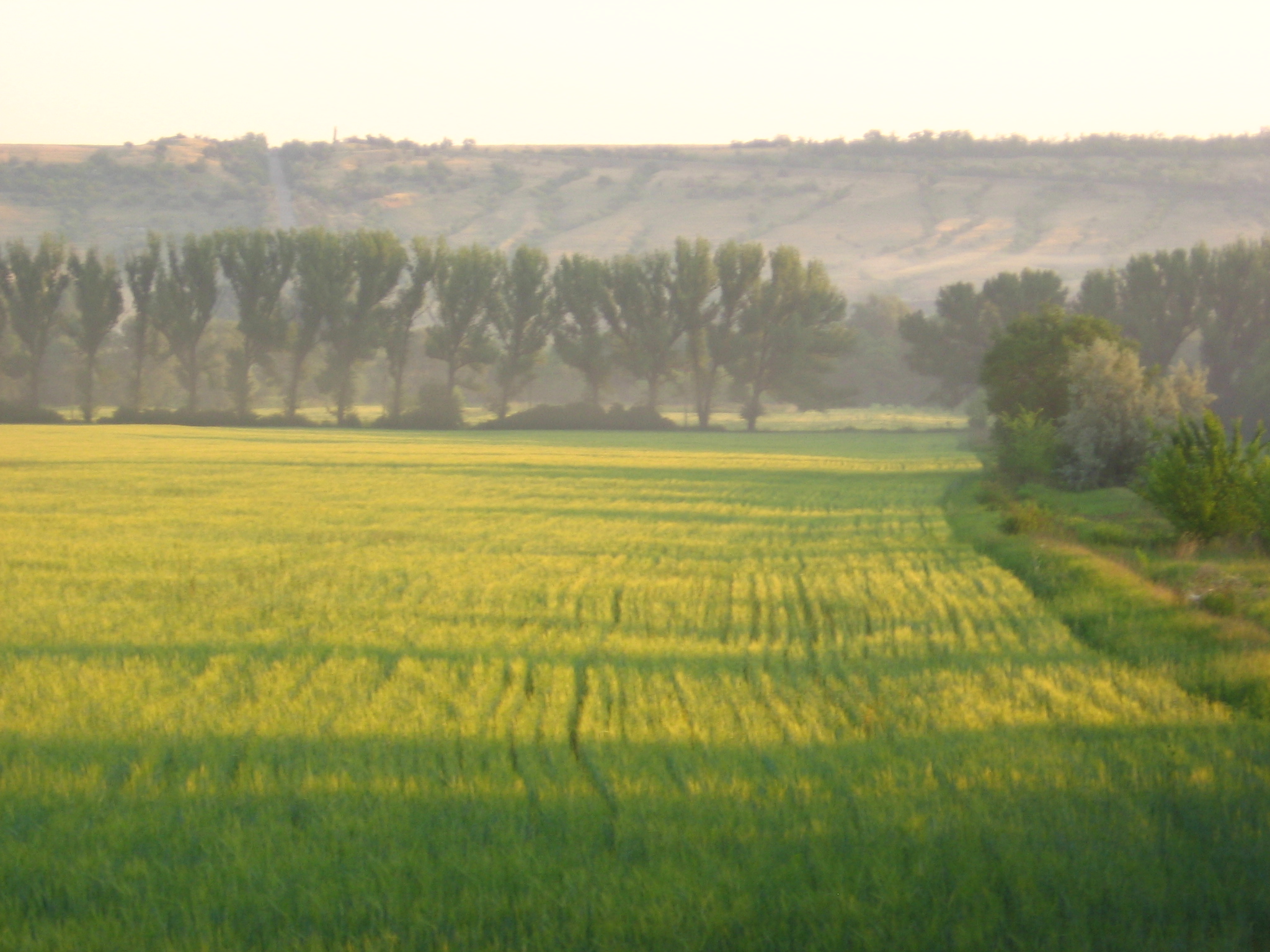 Херсонская область природа. Fields near the River. Near field