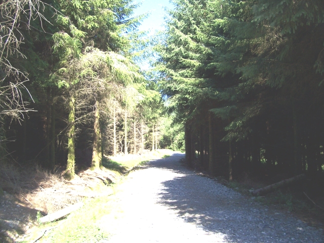 Forest track - geograph.org.uk - 215114
