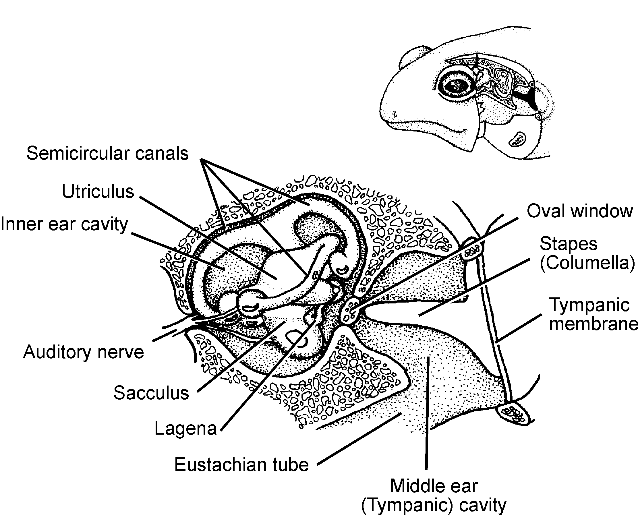 Орган слуха земноводных представлен. Sacculus и utriculus. Utriculus анатомия. Орган слуха лягушки. Utriculus MASCULINUS.