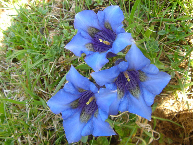 File:Gentiana acaulis 3 (Picos de europa).jpg