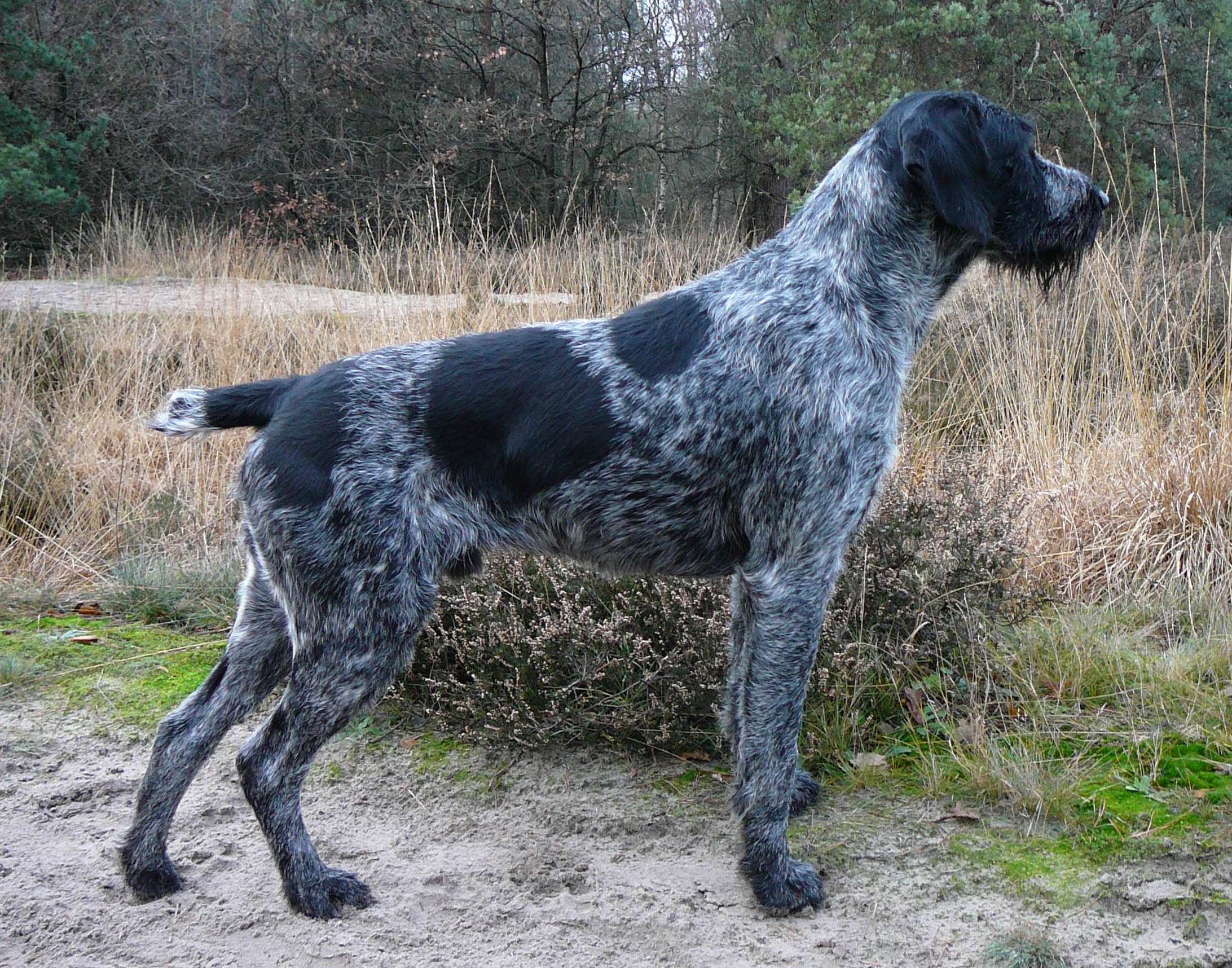File German Wirehaired Pointer 2011 Jpg Wikimedia Commons