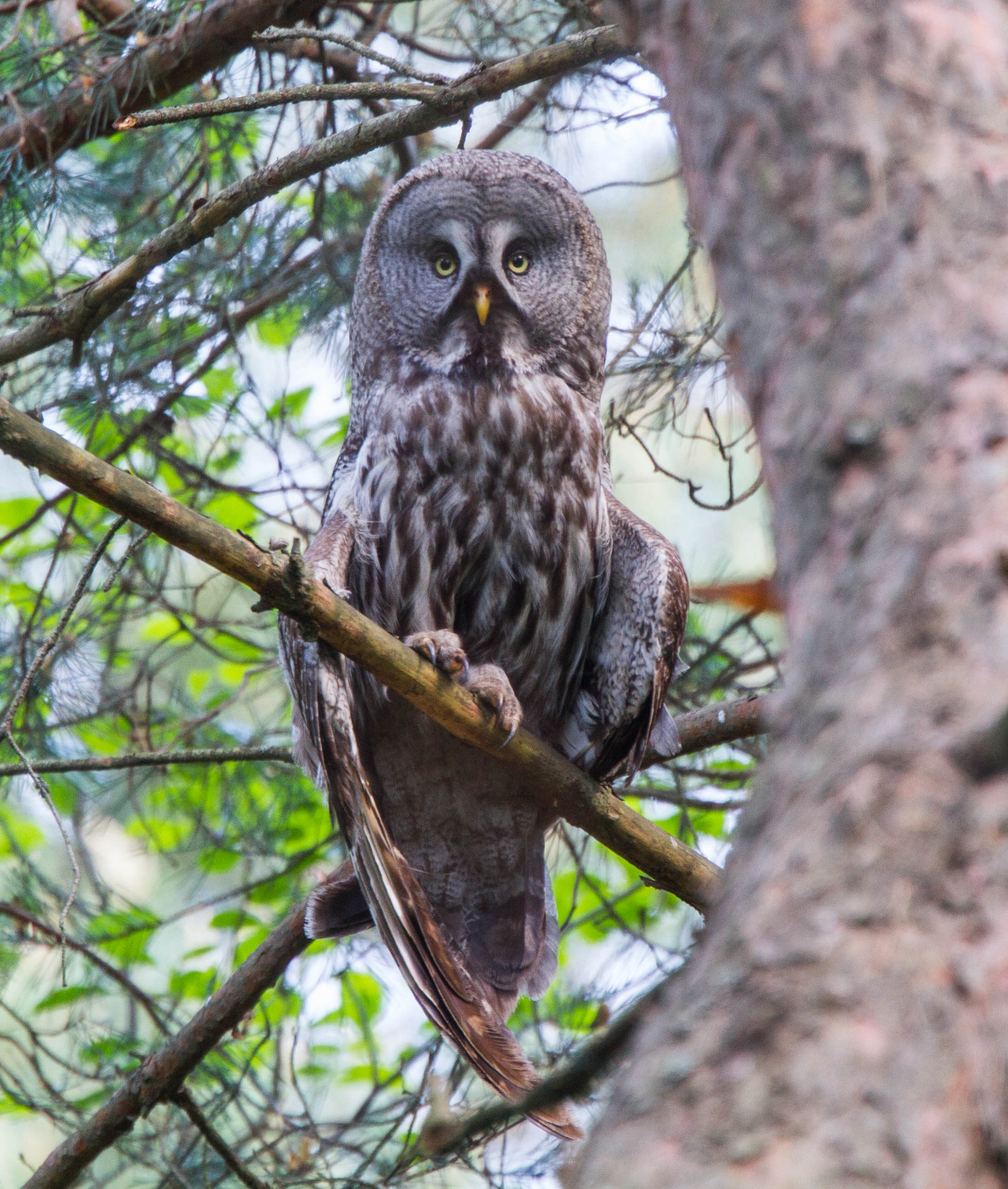 Great Grey Owl (Strix nebulosa), Belarus 1.jpg