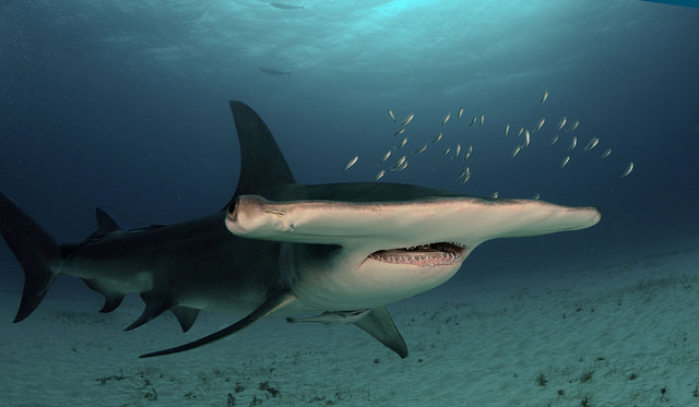 hammerhead shark feeding