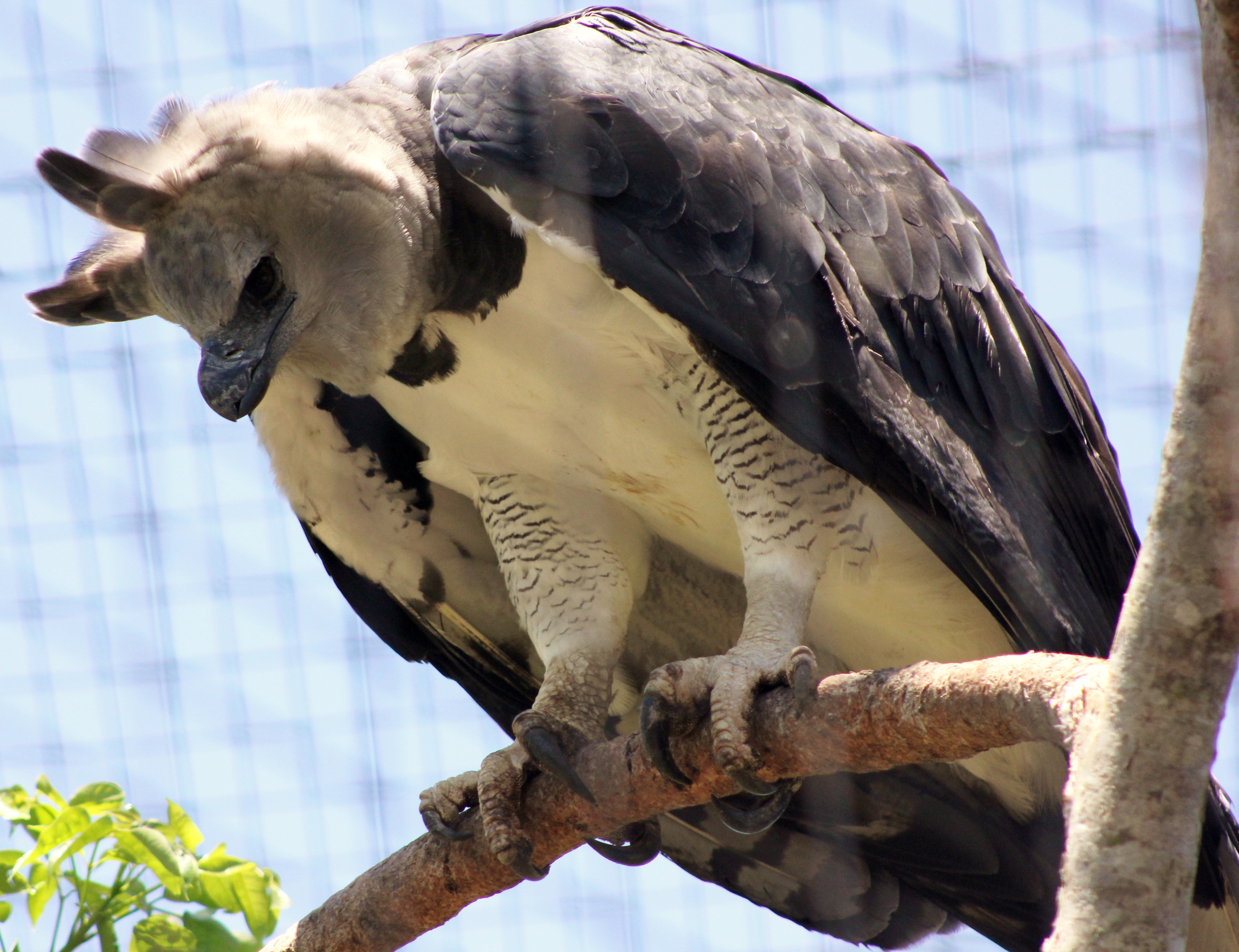 File:Harpy Eagle (7117520549).jpg - Wikimedia Commons
