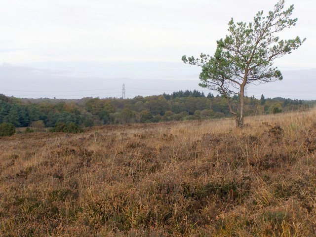 Heathland on Gravel Pit Hill, New Forest - geograph.org.uk - 277074