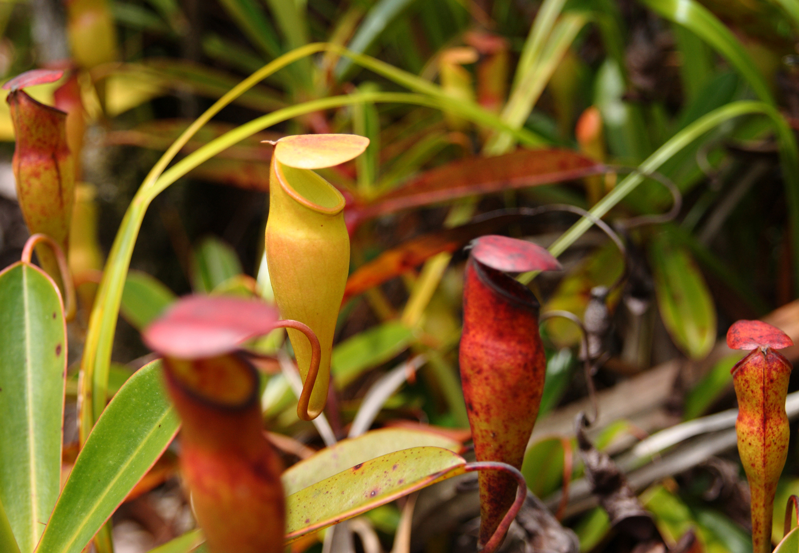 File Ile de Mahe Plantes carnivores 4 JPG