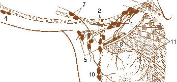 File:Illu breast lymph nodes.jpg