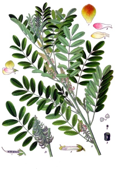 File:Indigofera suffruticosa - Köhler–s Medizinal-Pflanzen-076.jpg