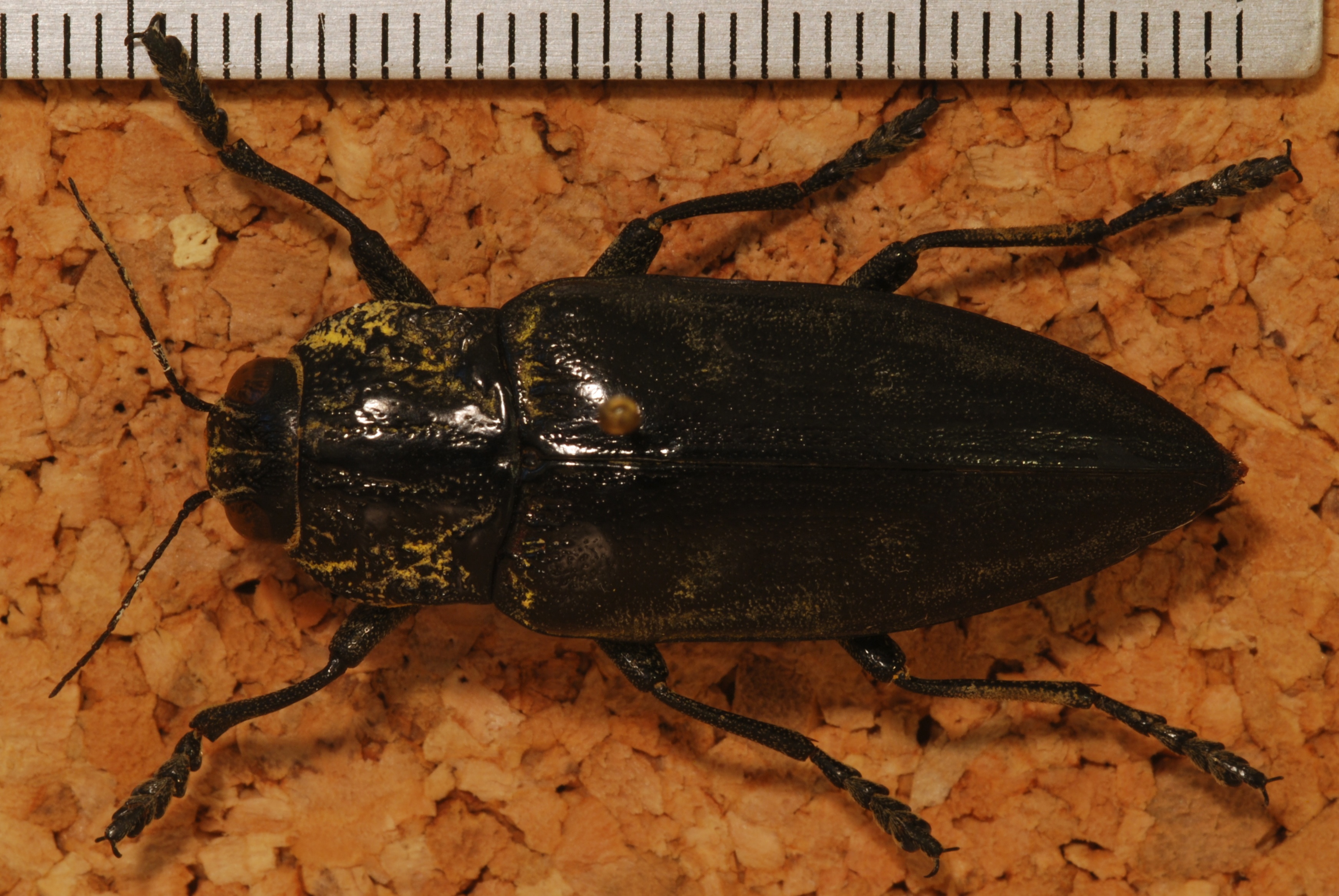 Jewel Beetle (Chalcophora detrita) (8257425395).jpg