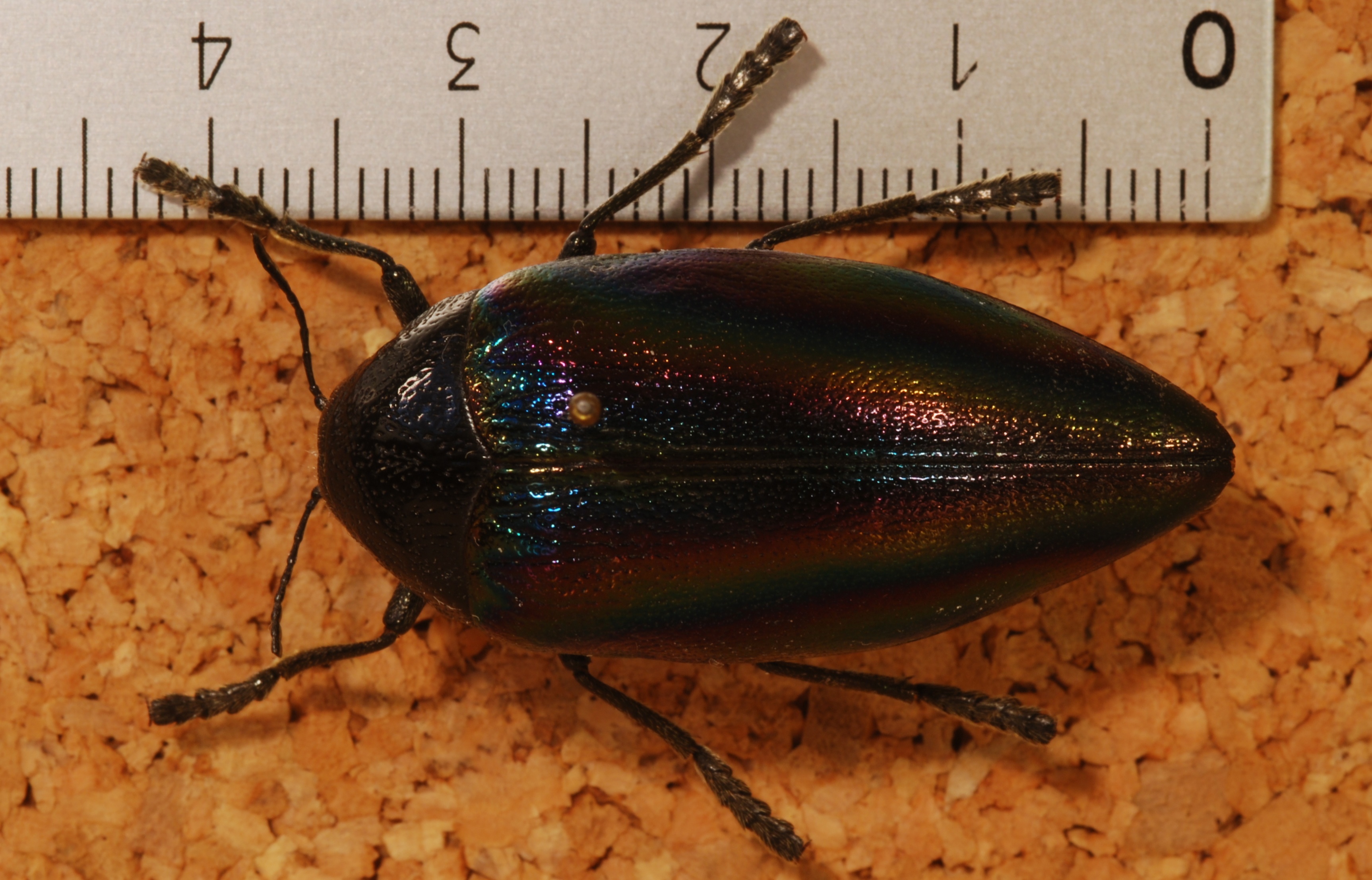 Jewel Beetle (Sternocera iris) (8256557041).jpg