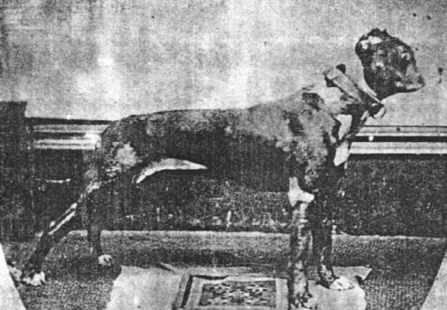 File:Johnny McDonald's Grip, The gas-house dog, circa 1875.jpg