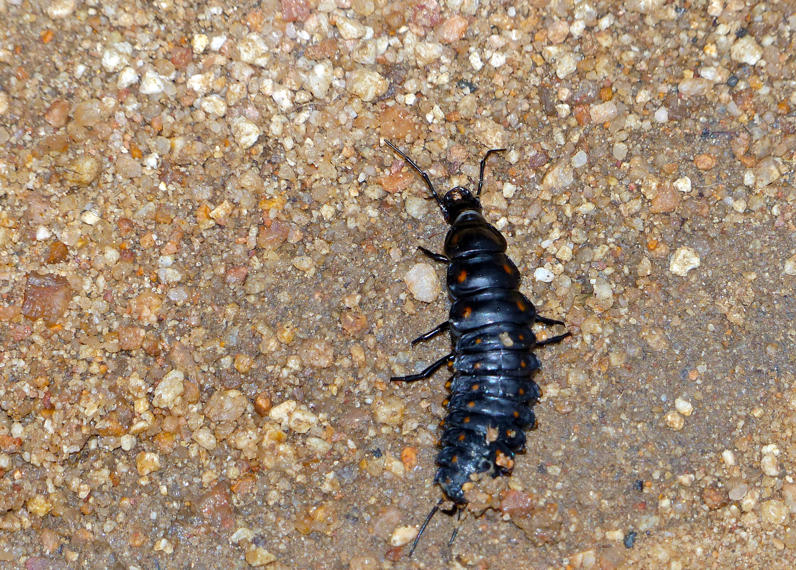 Larva of Peaceful Giant Ground Beetle (Tefflus meyerlei delagorguei) (12615183545).jpg