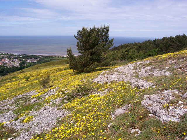 File:Limestone outcrop - geograph.org.uk - 841385.jpg