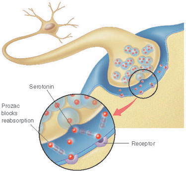 File:Mechanism of Prozac.jpg