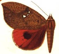 <i>Miniodes maculifera</i> Species of moth