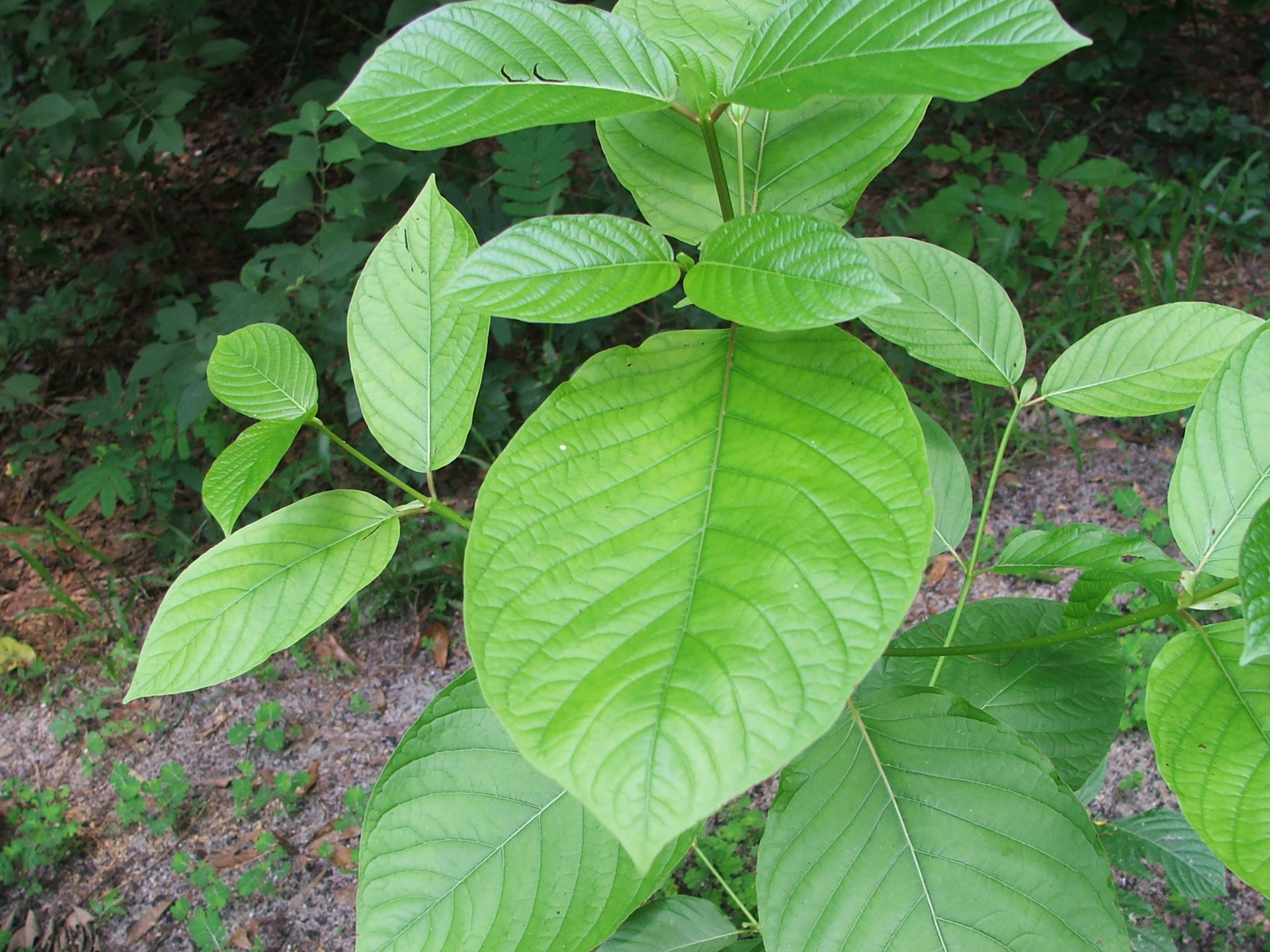 Daun ketum gambar Perubatan Tradisional