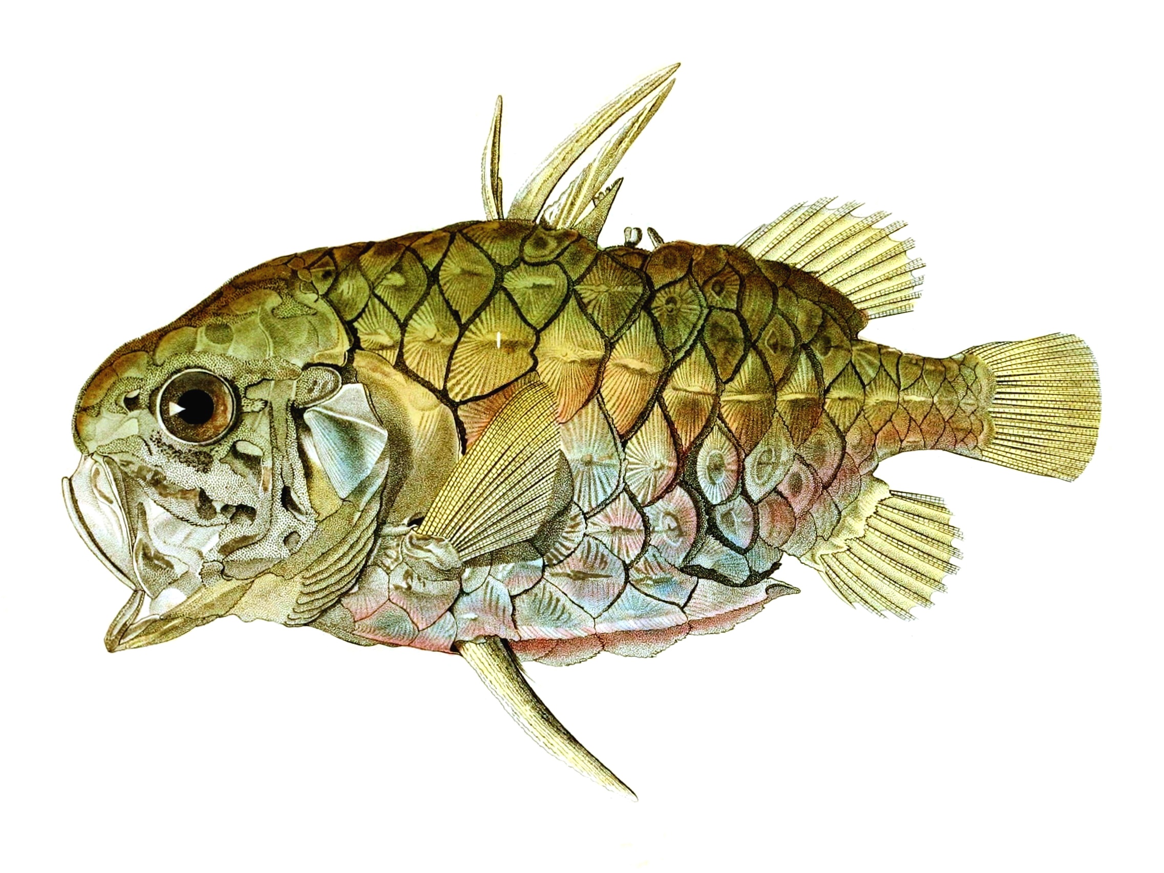 Японский шишечник рыба