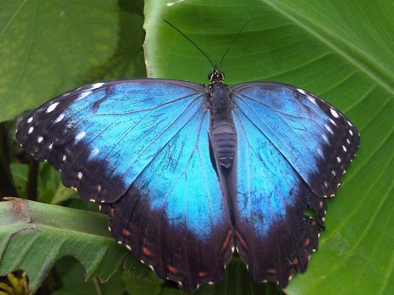 File:Morpho peleides 4.jpg