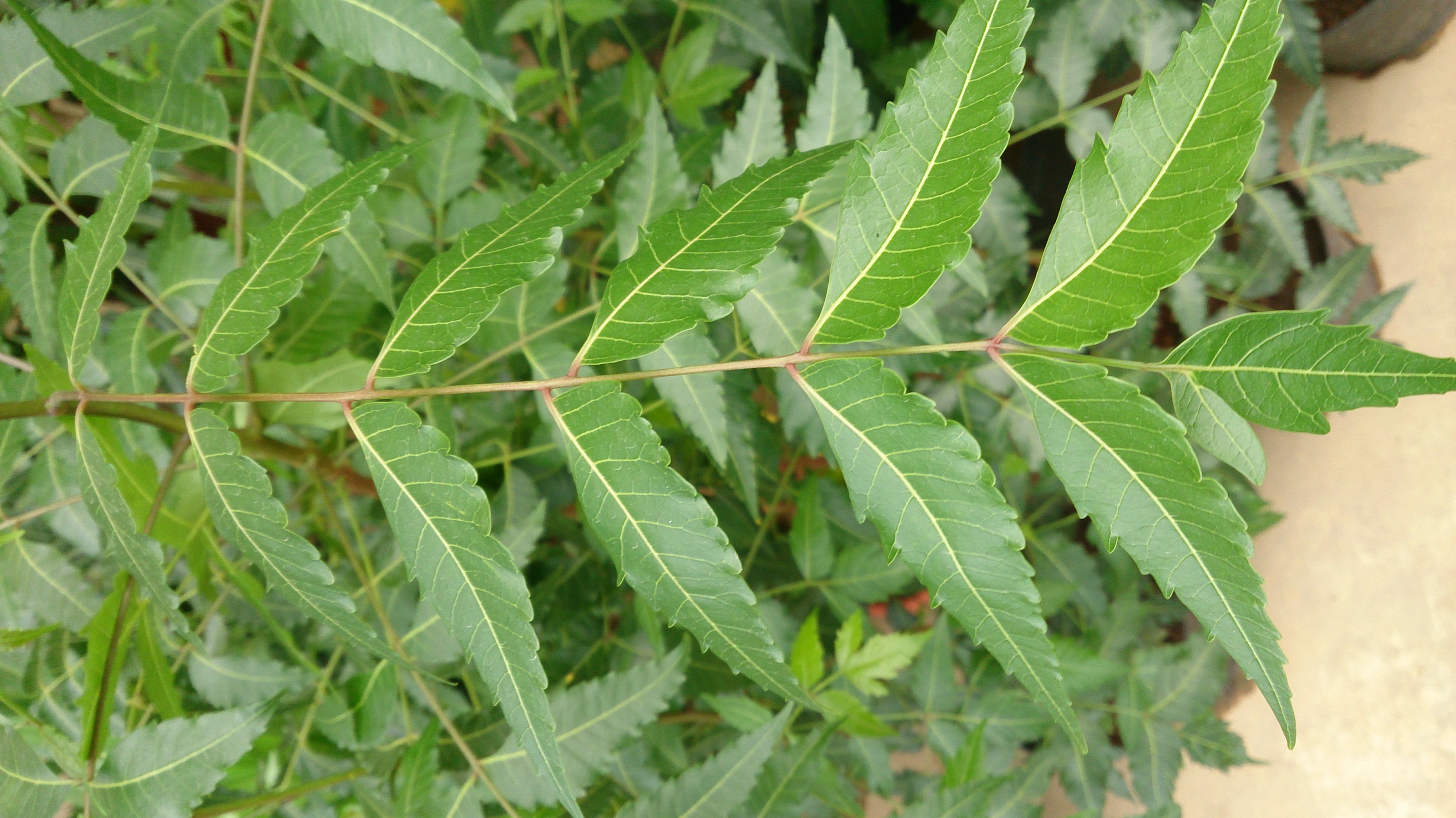 File Neem Tree Azadirachta Indica Jpg Wikimedia Commons