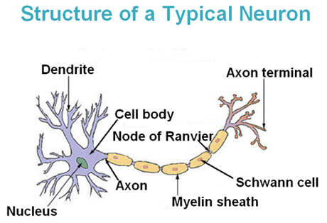File:Neuron.jpg