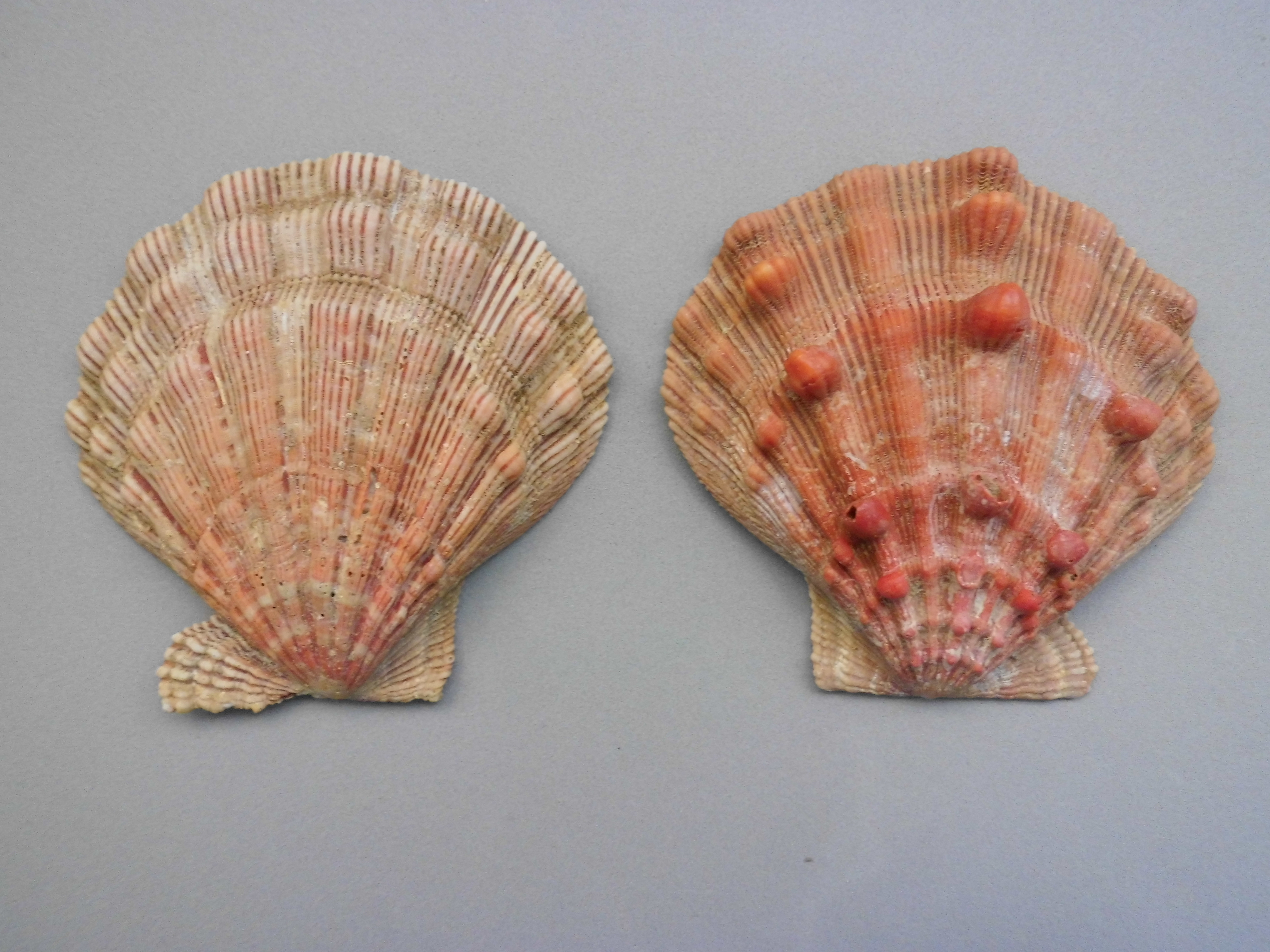 Polished Orange Lion's Paw Scallop Shell Pecten Subnodosus (1 shell approx.  5+ inches) Great for ocean decoration, art projects & crafting!