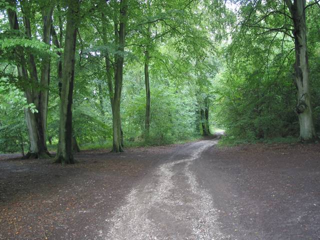 File:Old Down Wood looking NW along bridleway - geograph.org.uk - 33504.jpg