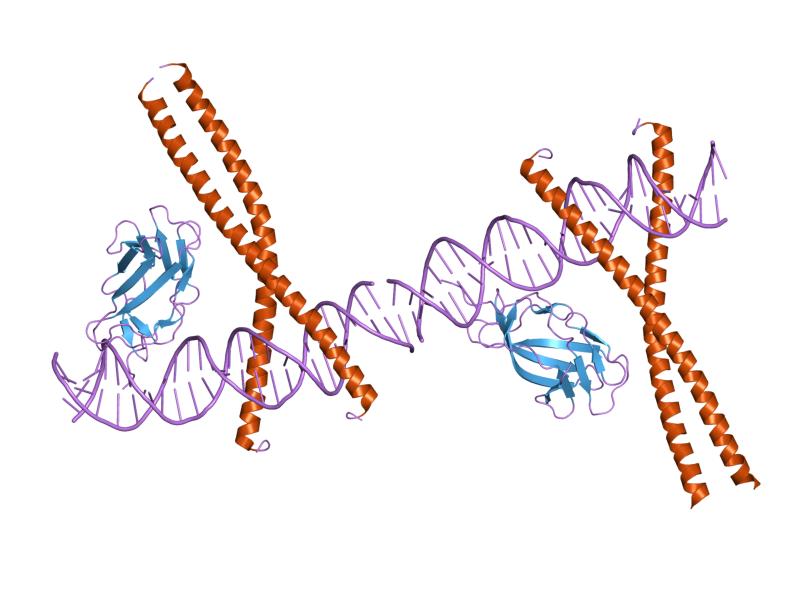 File:PDB 1hjb EBI.jpg