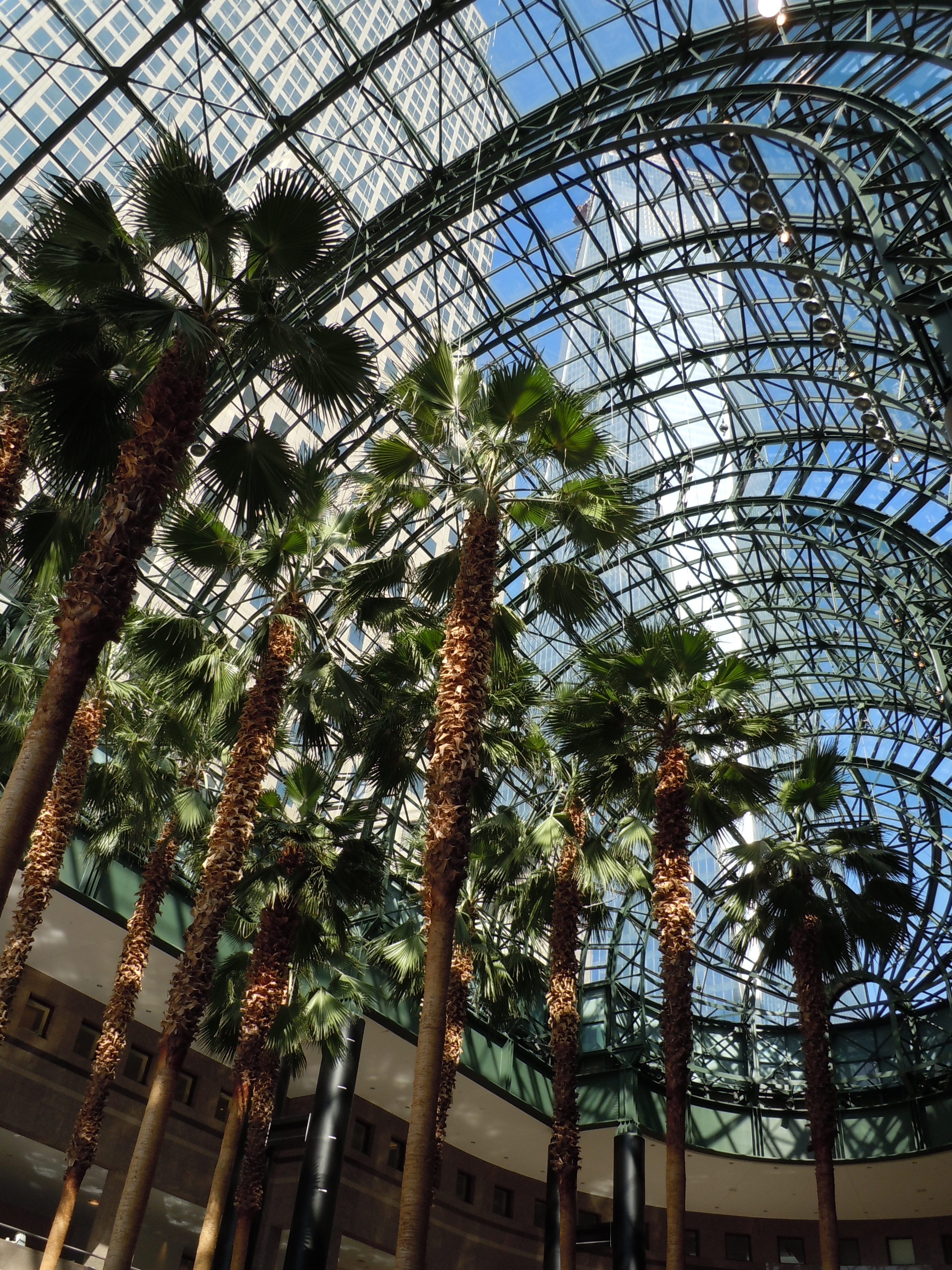 File Palm Trees In Winter Garden Atrium Jpg Wikimedia Commons