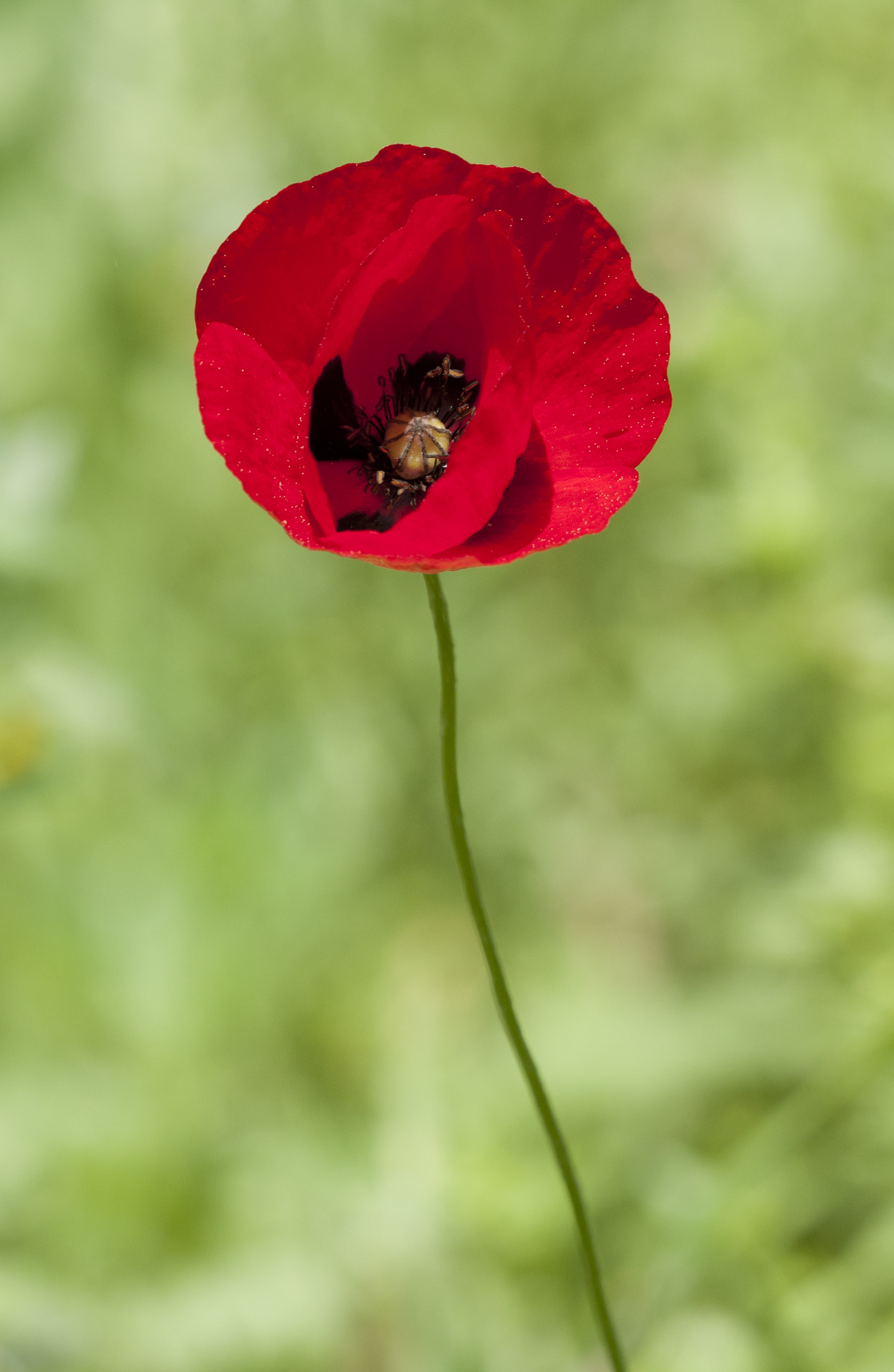 Corn poppies. Мак самосейка. Мак папавер самосейка. Мак самосейка цветок. Сорняк Мак самосейка.