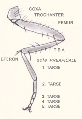 File:Pattedinsecte.GIF