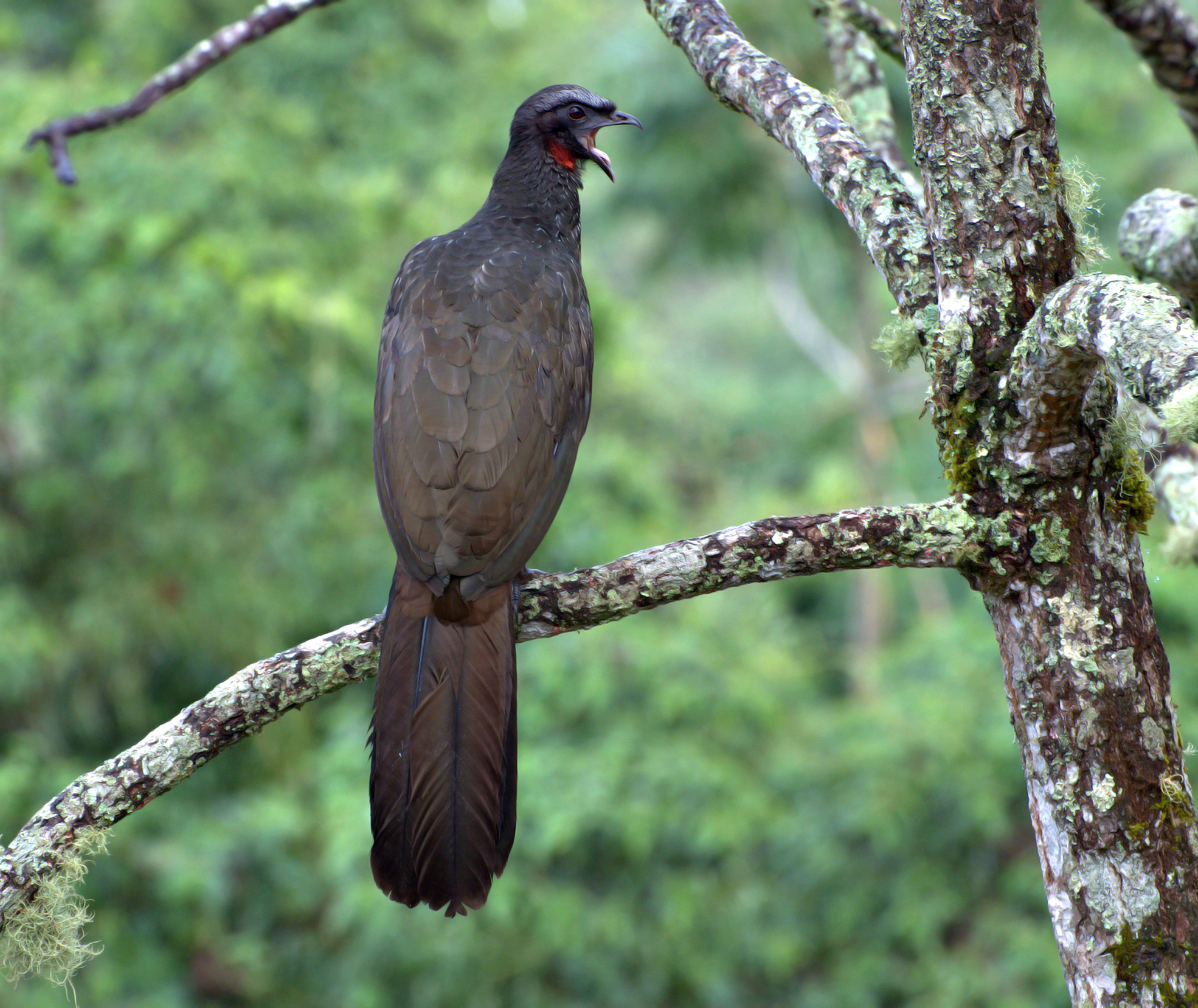 File Penelope Obscura Parque Nacional Do Itatiaia Rio De Janeiro Brazil 8 Jpg Wikimedia Commons