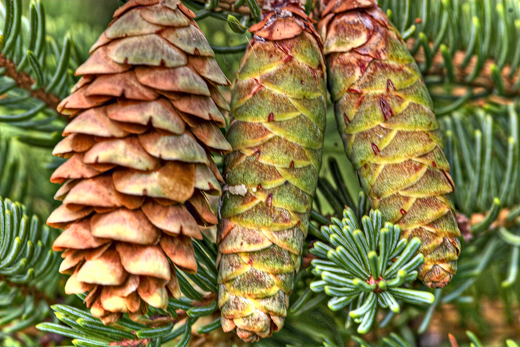 Какие шишки у ели. Ель канадская шишки. Picea canadensis шишки. Picea glauca шишки. Ель европейская (ель обыкновенная) шишки, хвоя.