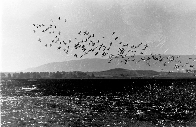 File:PikiWiki Israel 13854 Pelicans over the field.JPG