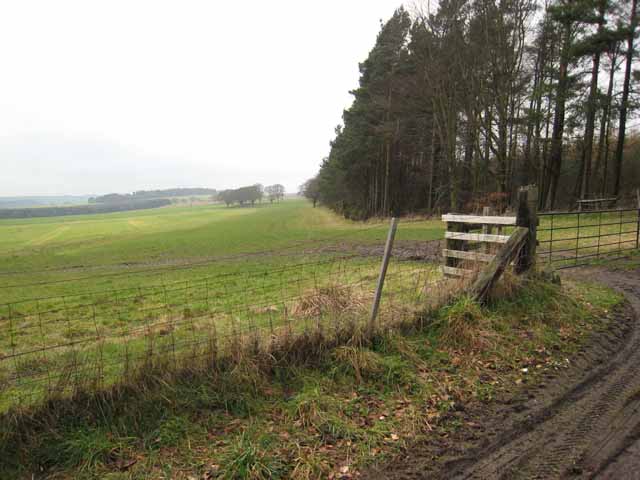 File:Pithouse Plantation - geograph.org.uk - 346078.jpg