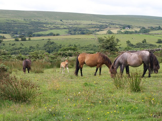 File:Ponies, Huccaby Cottage - geograph.org.uk - 1410119.jpg