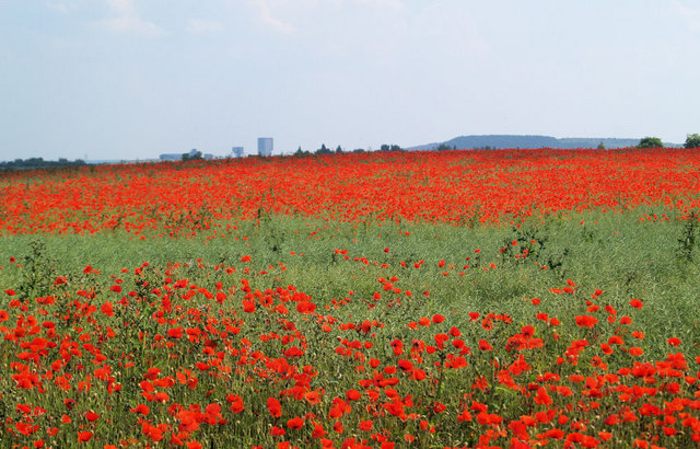 File:Poppies in a field of rape seed. - geograph.org.uk - 501426.jpg