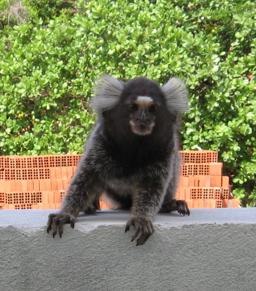 Lindo macaco sagui (Callithrix jacchus) encontrado em grandes quantidades  na cidade de Salvador no Brasil [download] - Designi