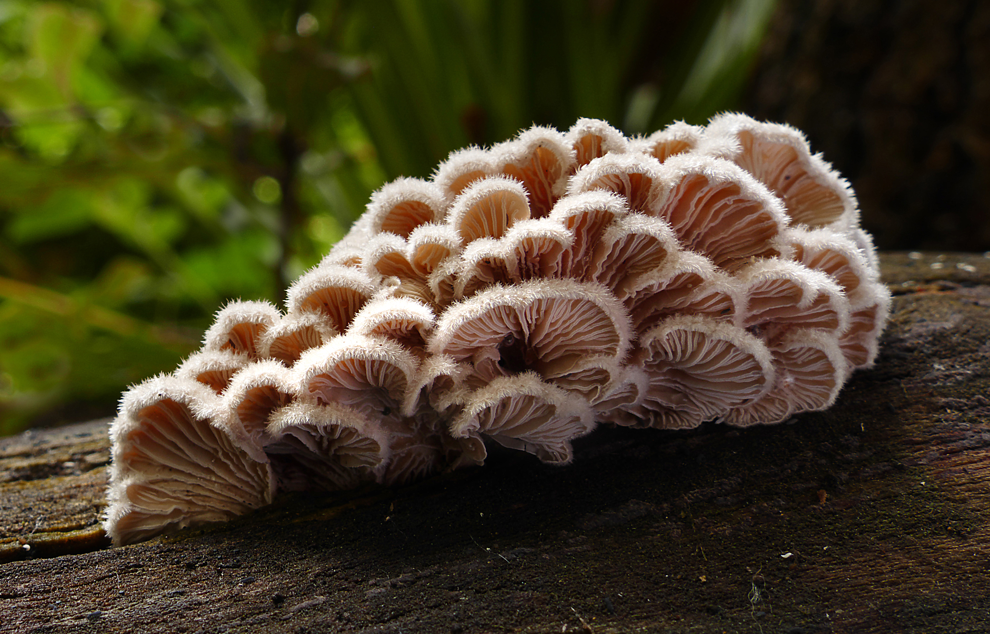 Mushroom Seed Dealers In Guwahati