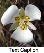 Original image, with good text edges and color grade Sego lily cm-150.png