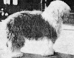 Slumber (dog) Old English Sheepdog