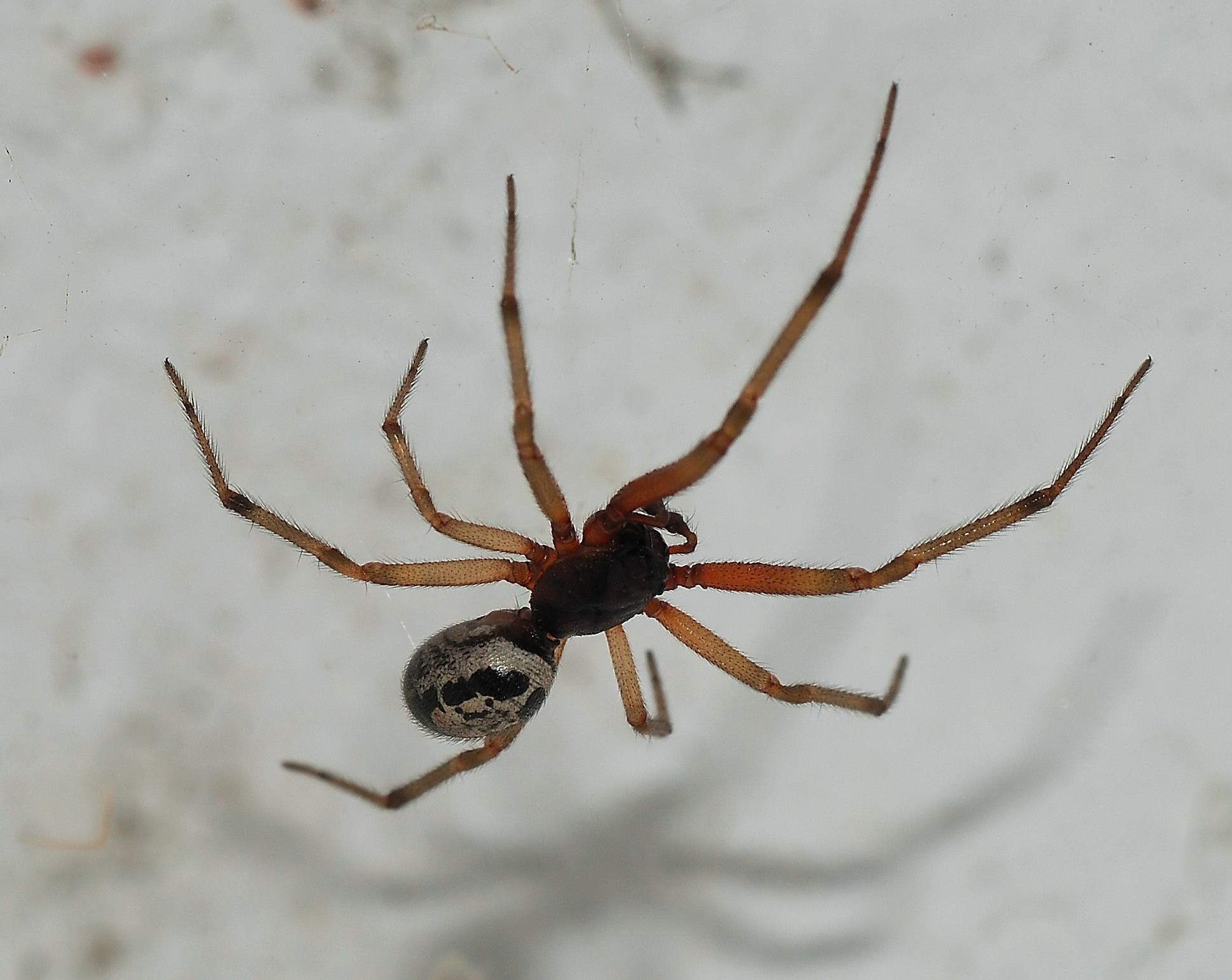False Widow Spider Bites Uk Pictures