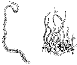 <span class="mw-page-title-main">Naididae</span> Family of annelids in the order Haplotaxida