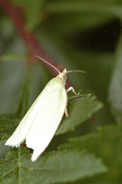 File:Tortrix.viridana.jpg