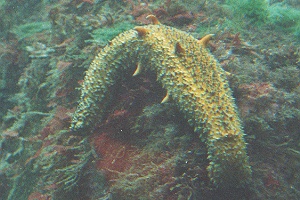 <i>Apostichopus parvimensis</i> Species of sea cucumber